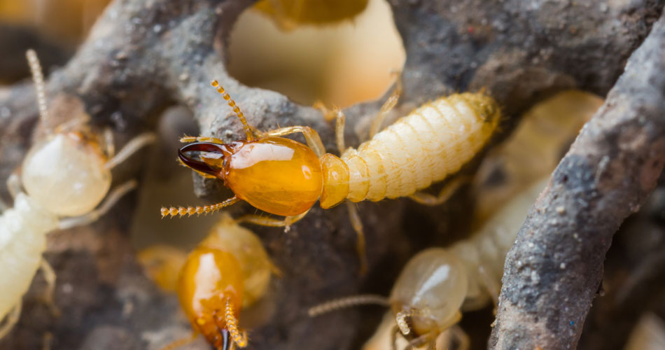 termite inspection